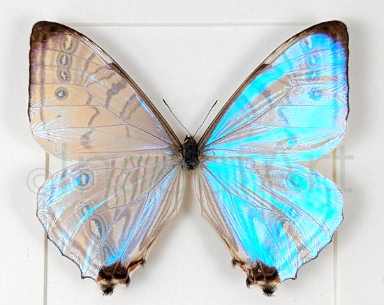 Morpho sulkowskyi ♂