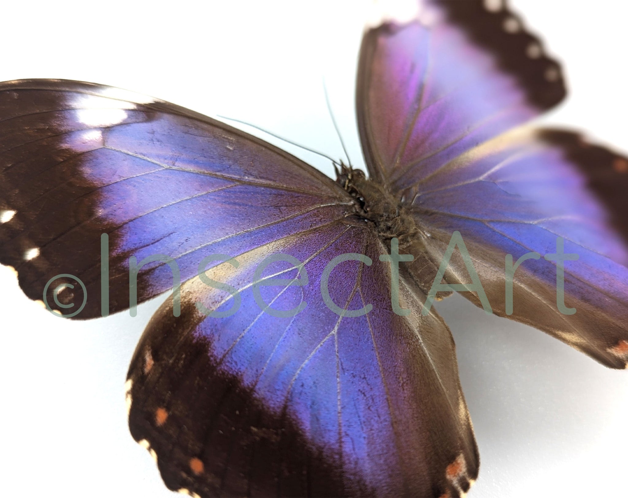 Morpho violacea ♂  Schmetterling InsectArt