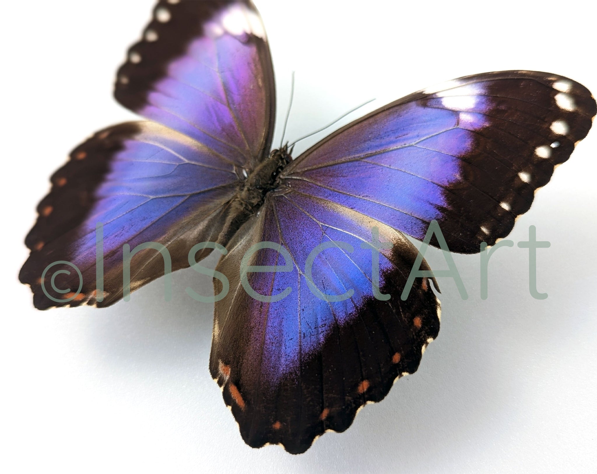 Morpho violacea ♂  Schmetterling InsectArt