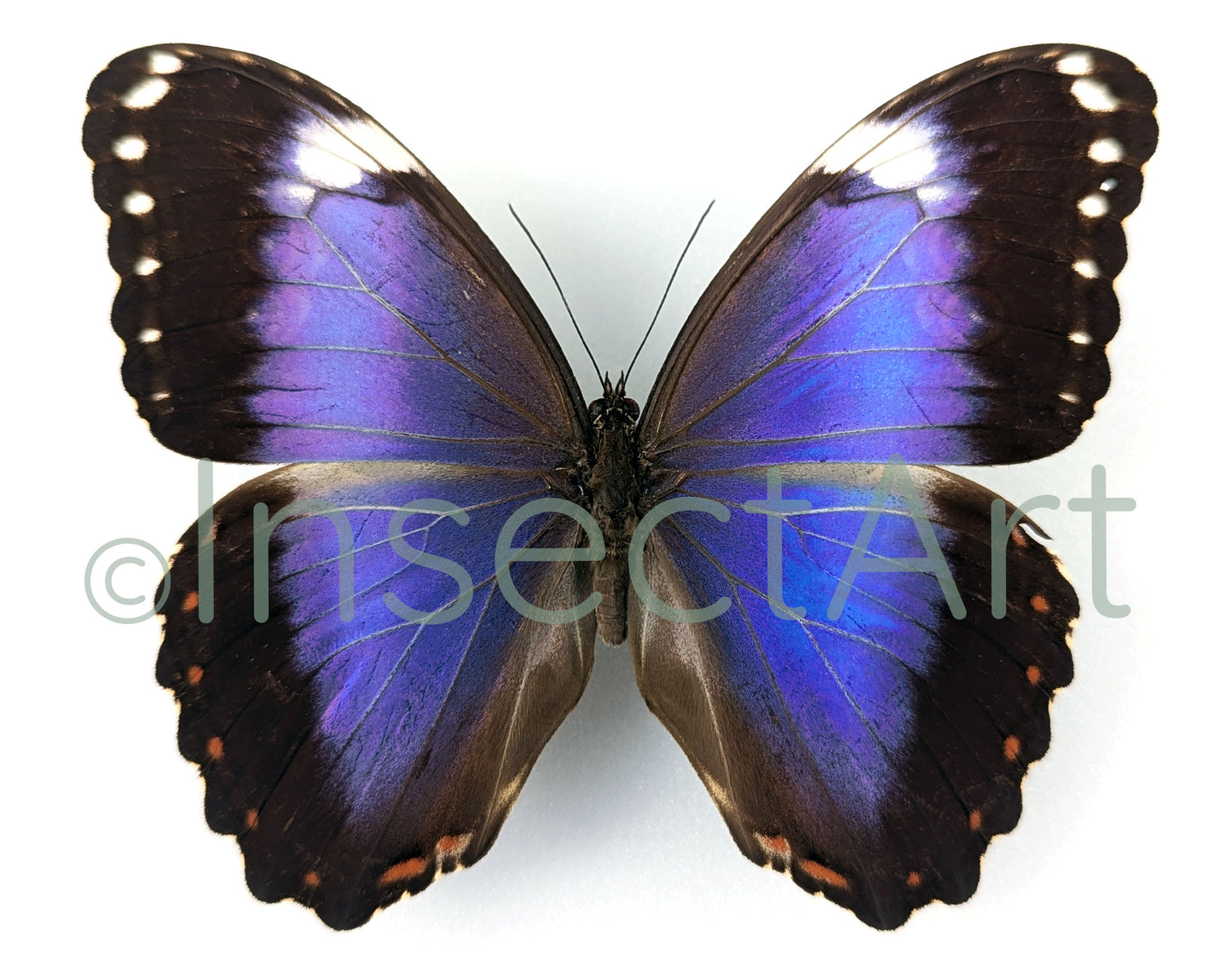 Morpho violacée ♂