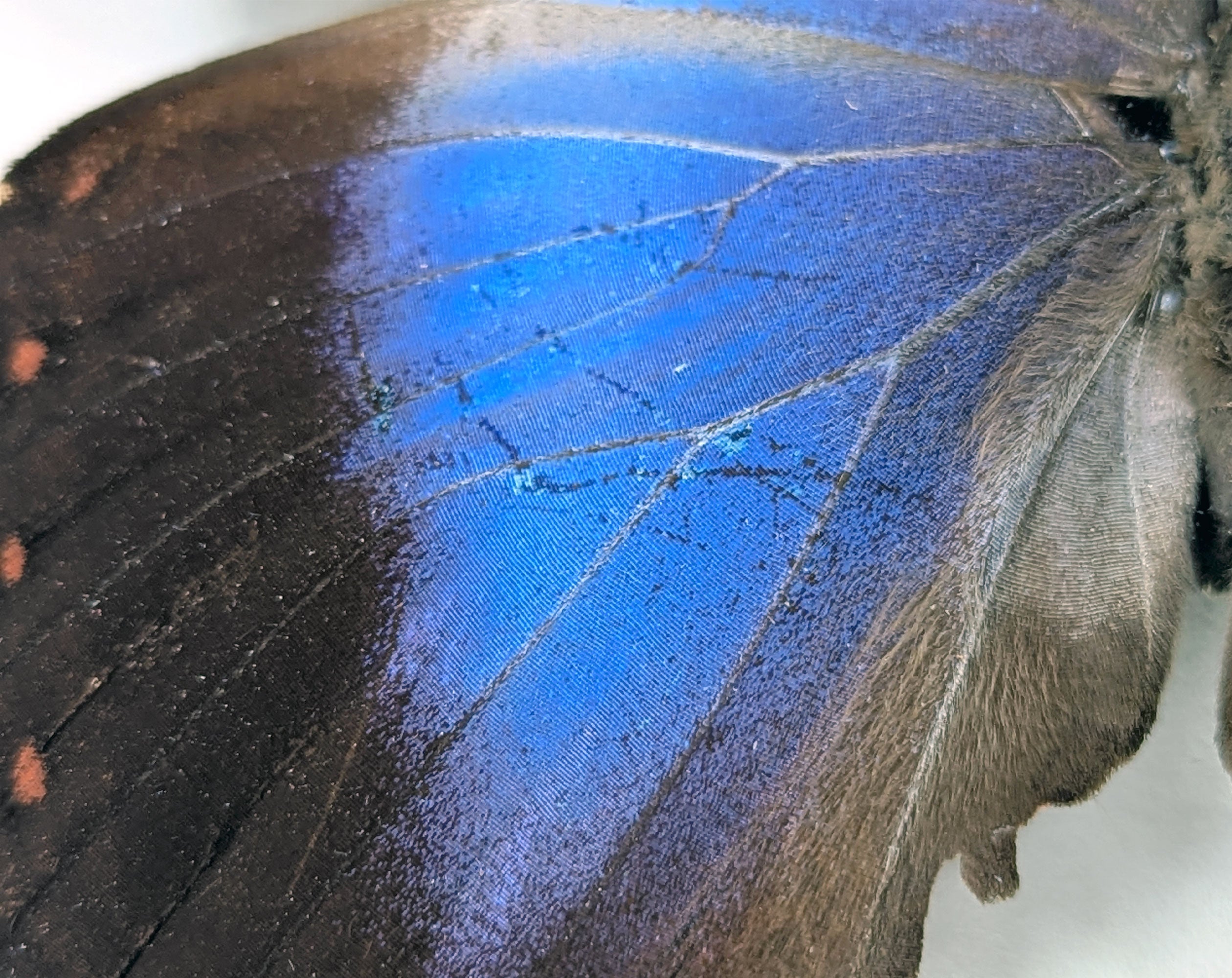 Morpho violacea A2 | real butterfly in frame