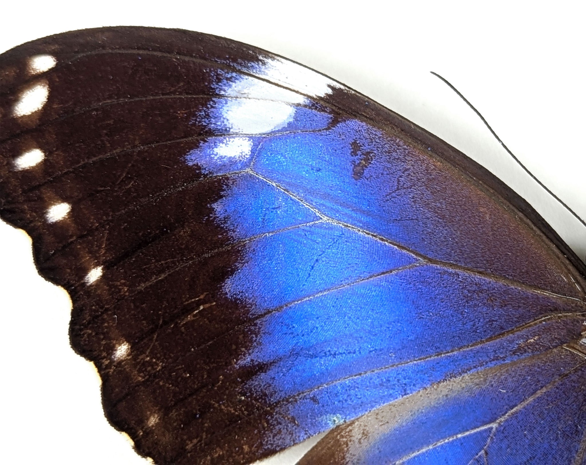 Morpho violacea A2 | real butterfly in frame