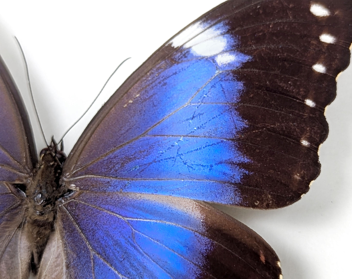 Morpho violacea A2 | echter Schmetterling im Rahmen