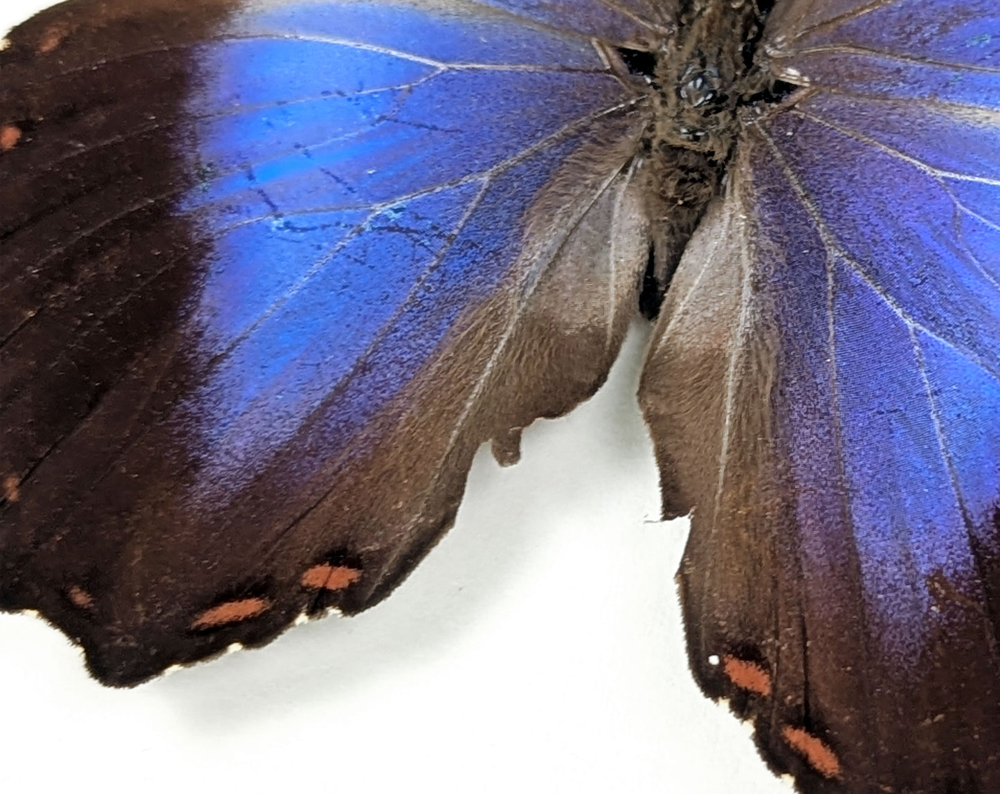 Morpho violacea A2 | echter Schmetterling im Rahmen