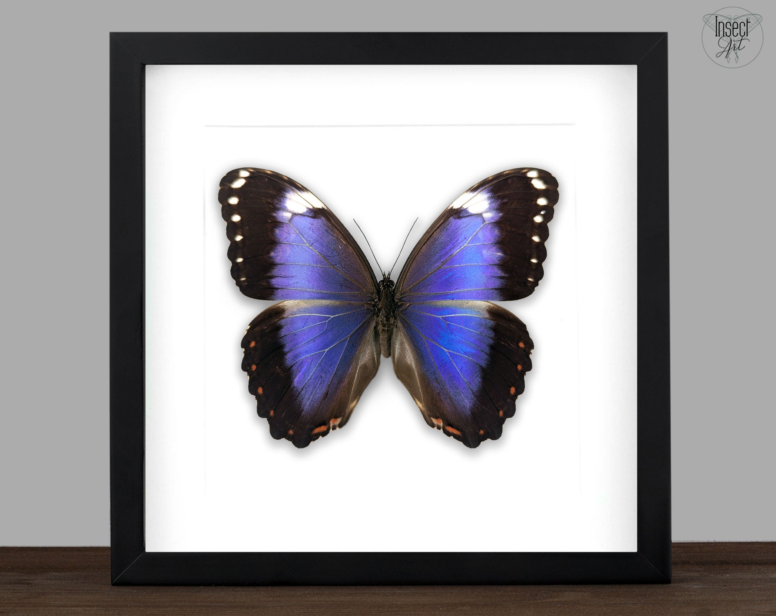 Morpho violacea A2 | real butterfly in frame