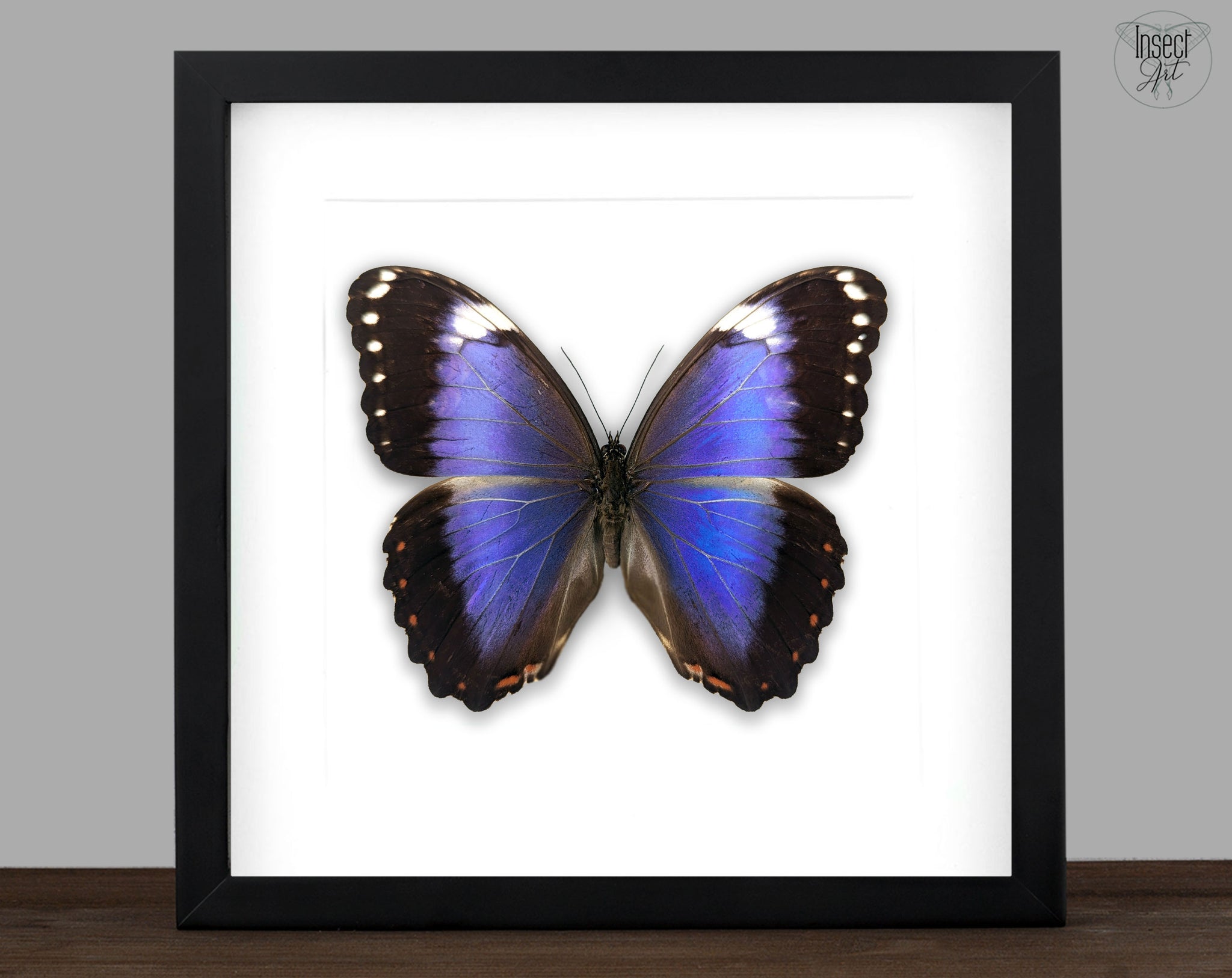 Morpho violacea A2 | real butterfly in frame