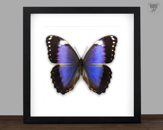 Morpho violacea ♂