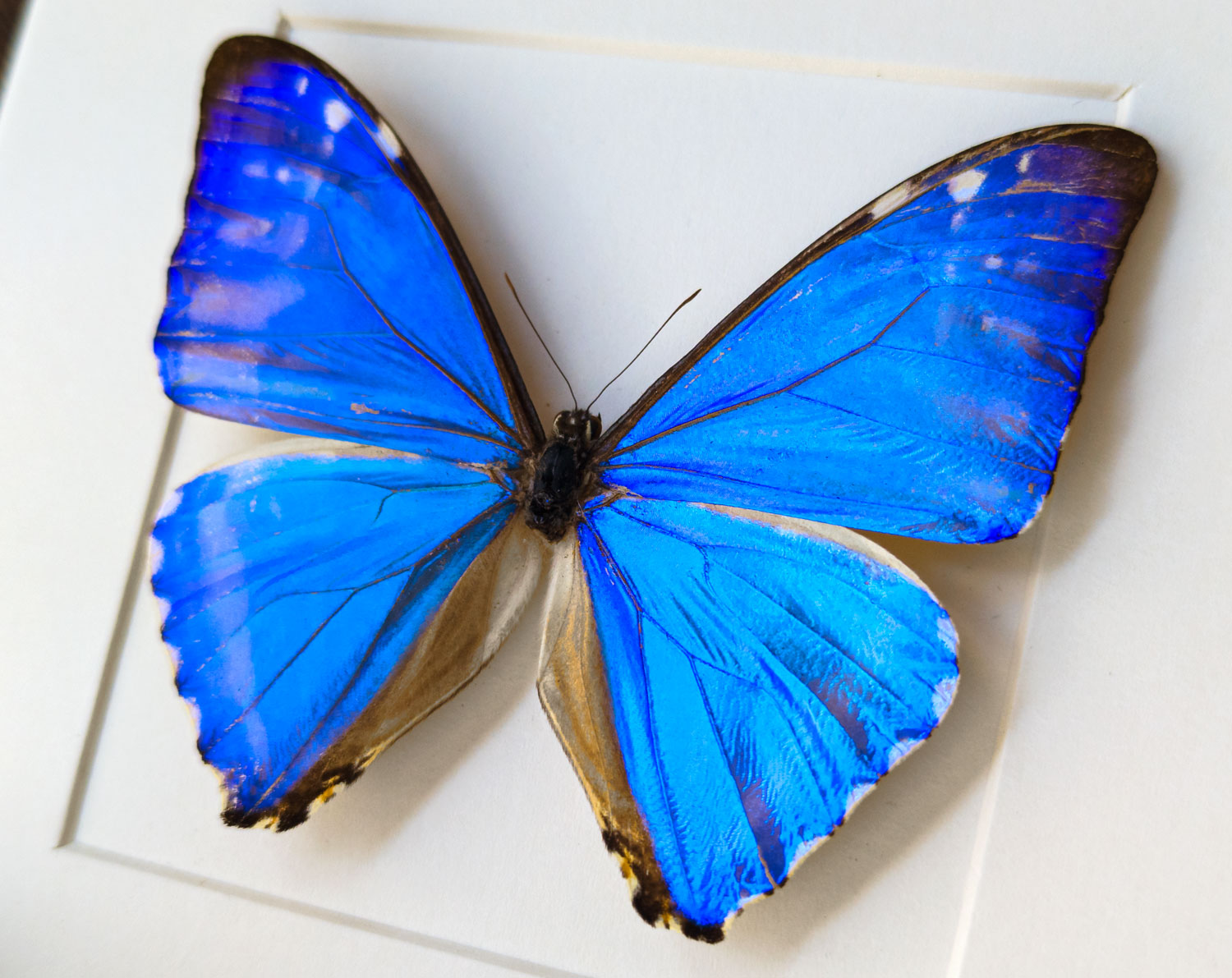 Morpho zephyritis ♂  Schmetterling InsectArt