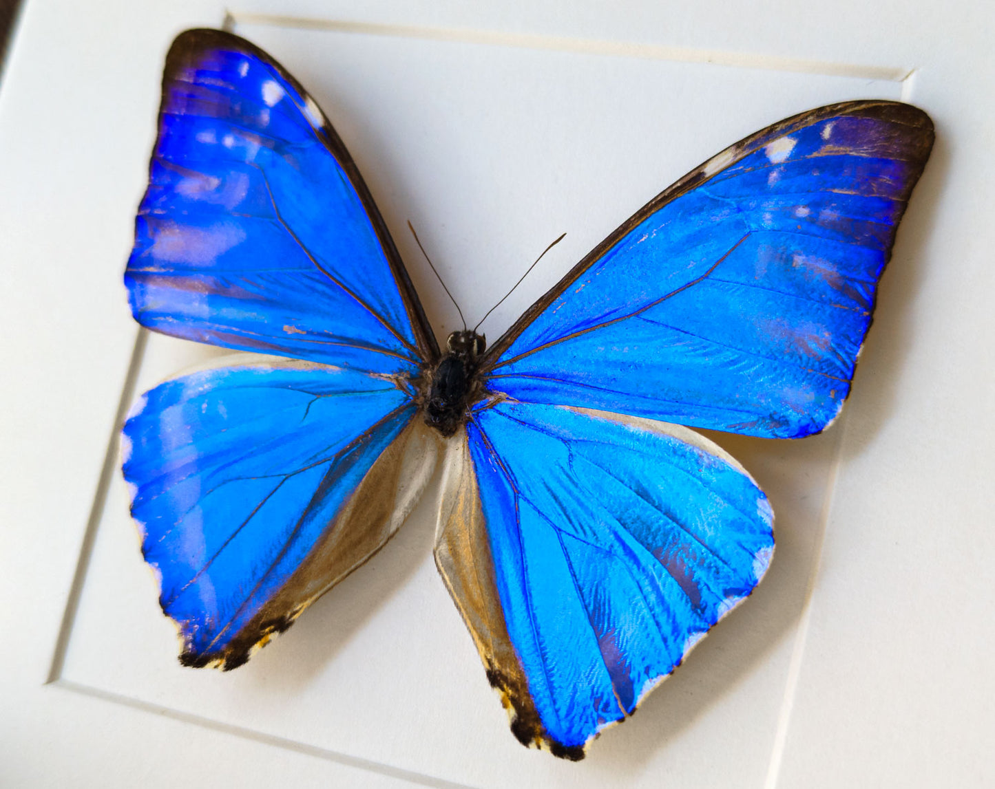 Morpho zéphyrite ♂