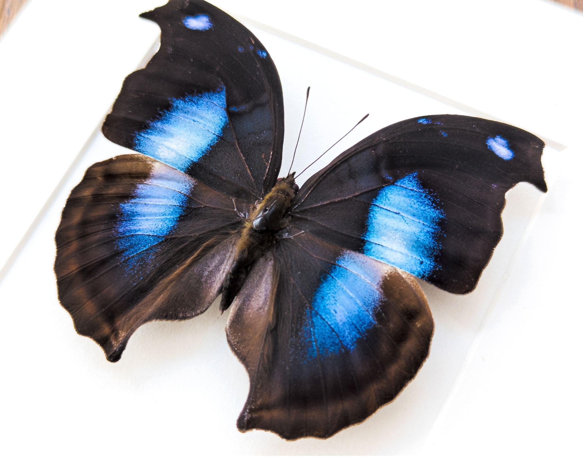 Napeocles jucunda  Schmetterling InsectArt