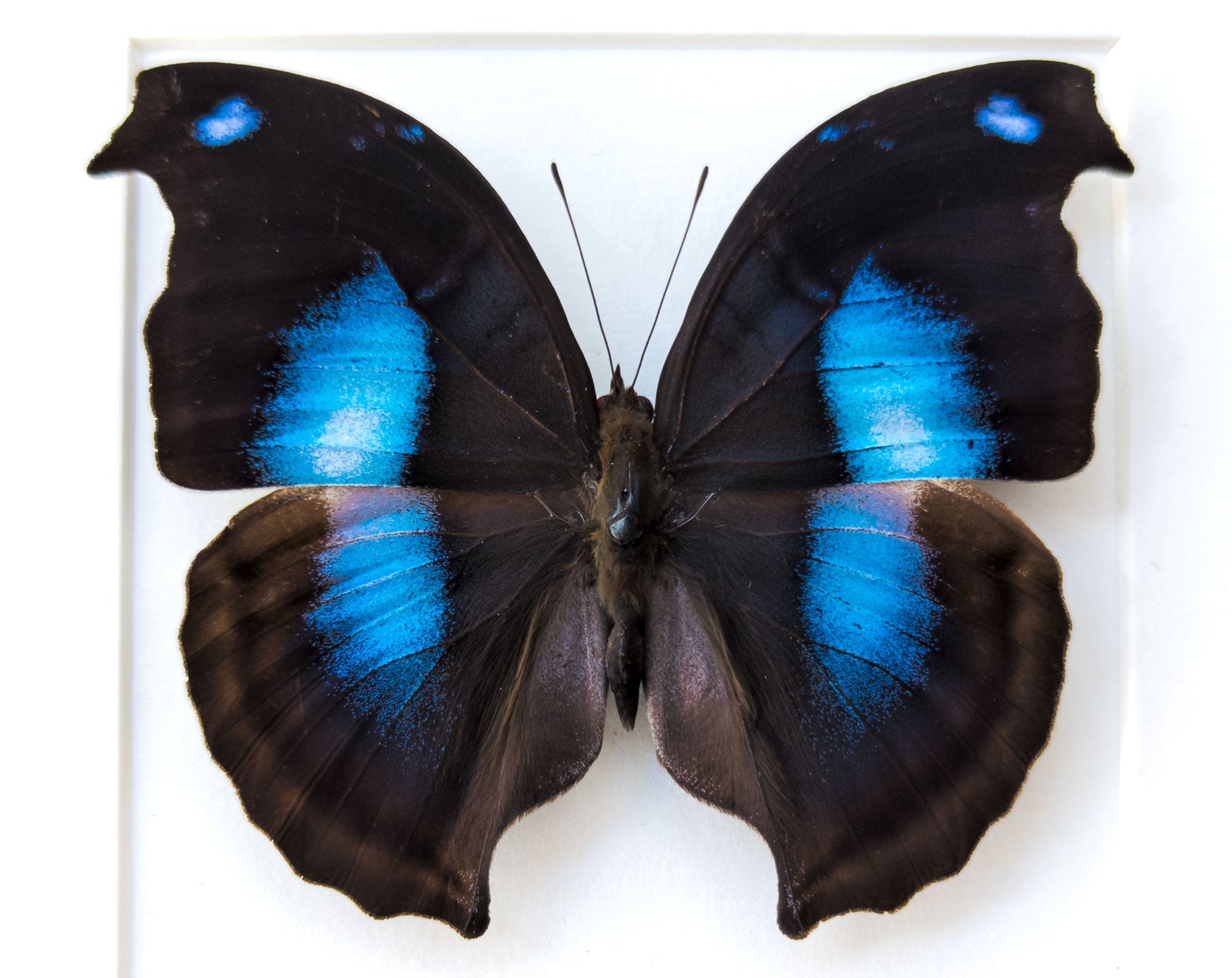Napeocles jucunda  Schmetterling InsectArt