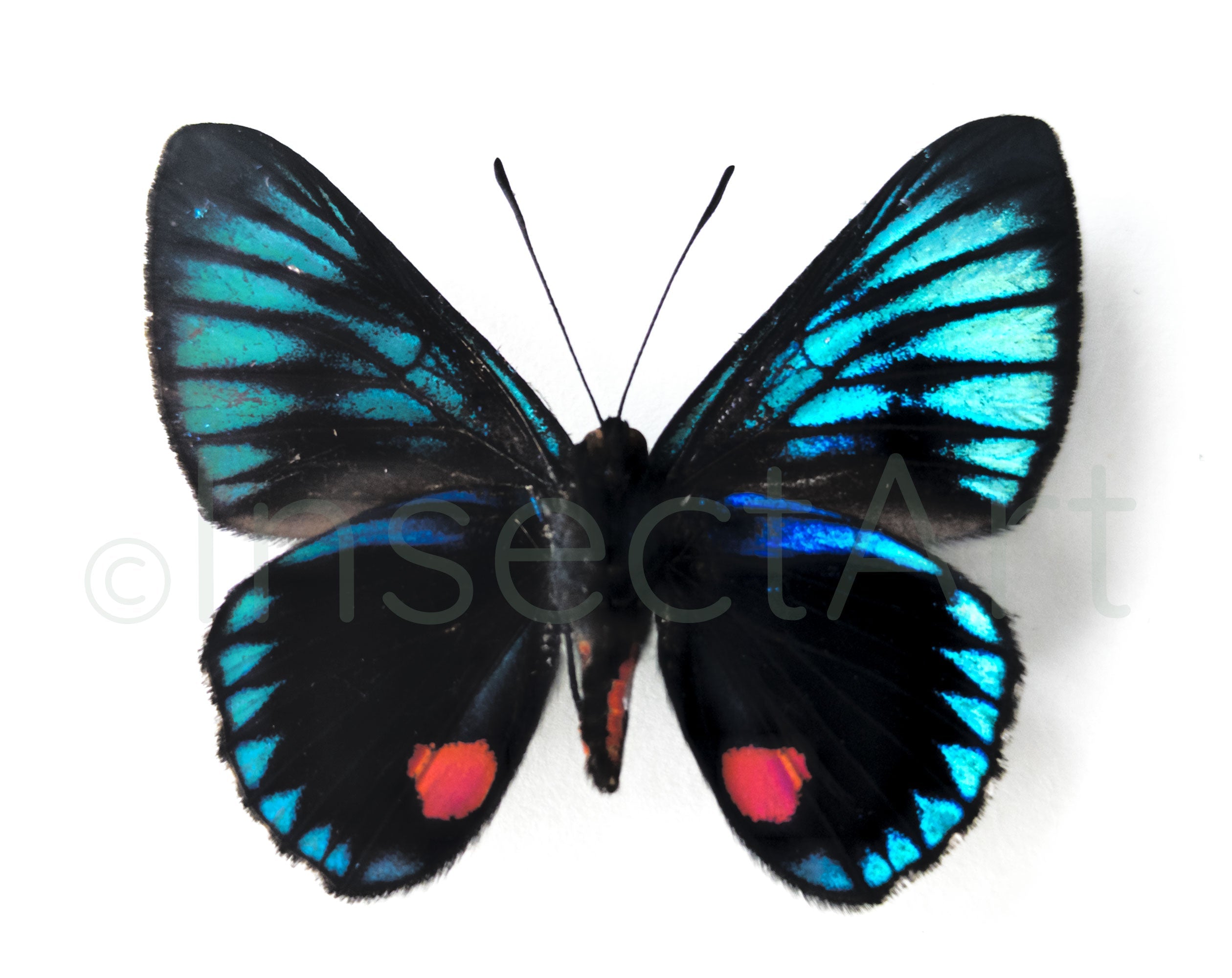 Necyria duellona  Schmetterling InsectArt