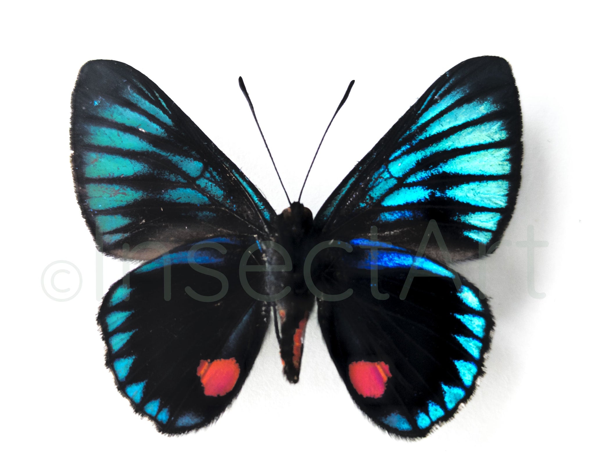 Necyria duellona  Schmetterling InsectArt