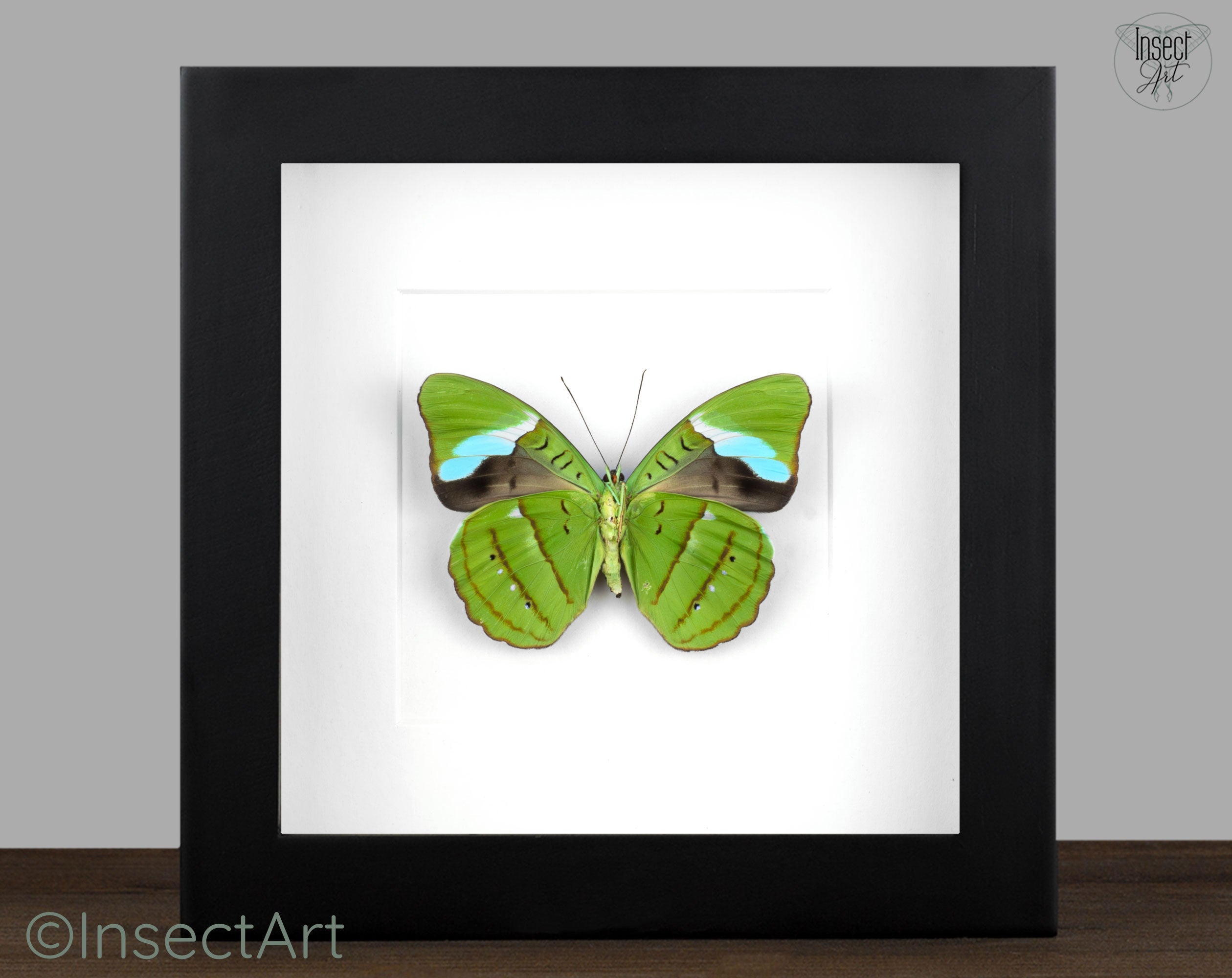Nessaea hewitsoni ♀  Schmetterling InsectArt