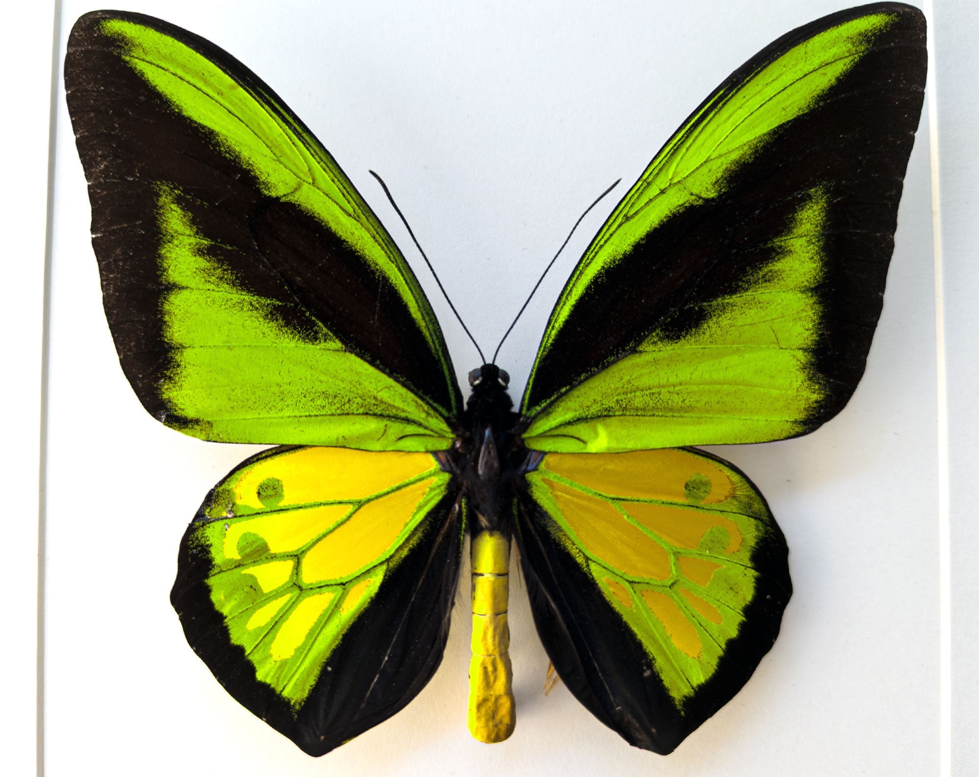Ornithoptera procus XXL ♂  Schmetterling InsectArt