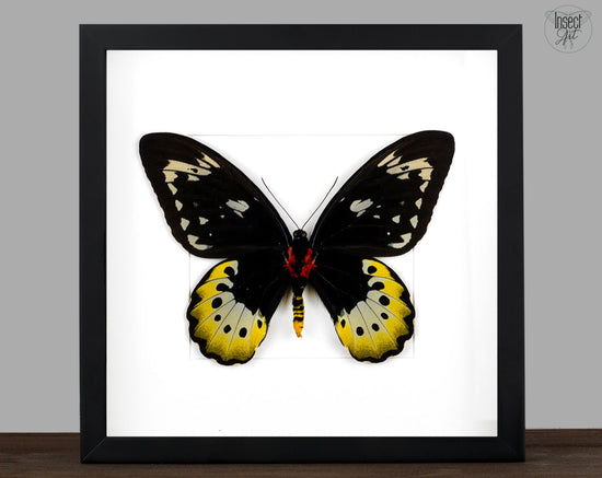 Ornithoptera goliath samson (VERSO) ♀