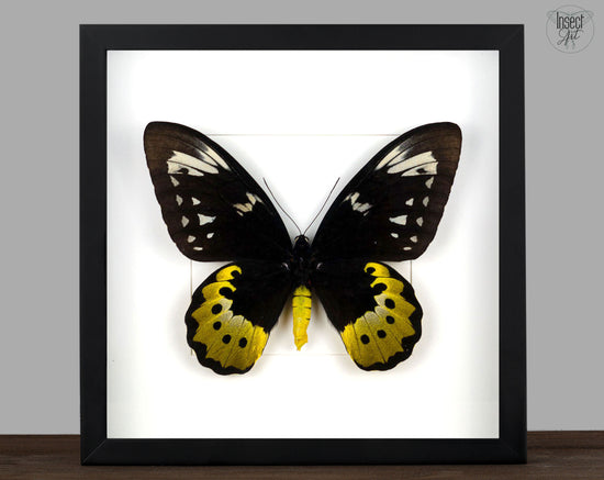 Ornithoptera goliath samson ♀