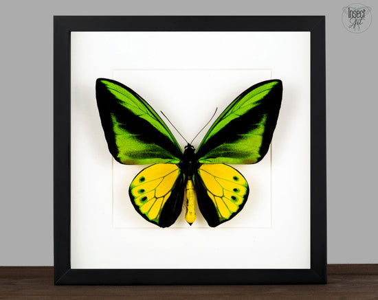 Ornithoptera goliath samson ♂