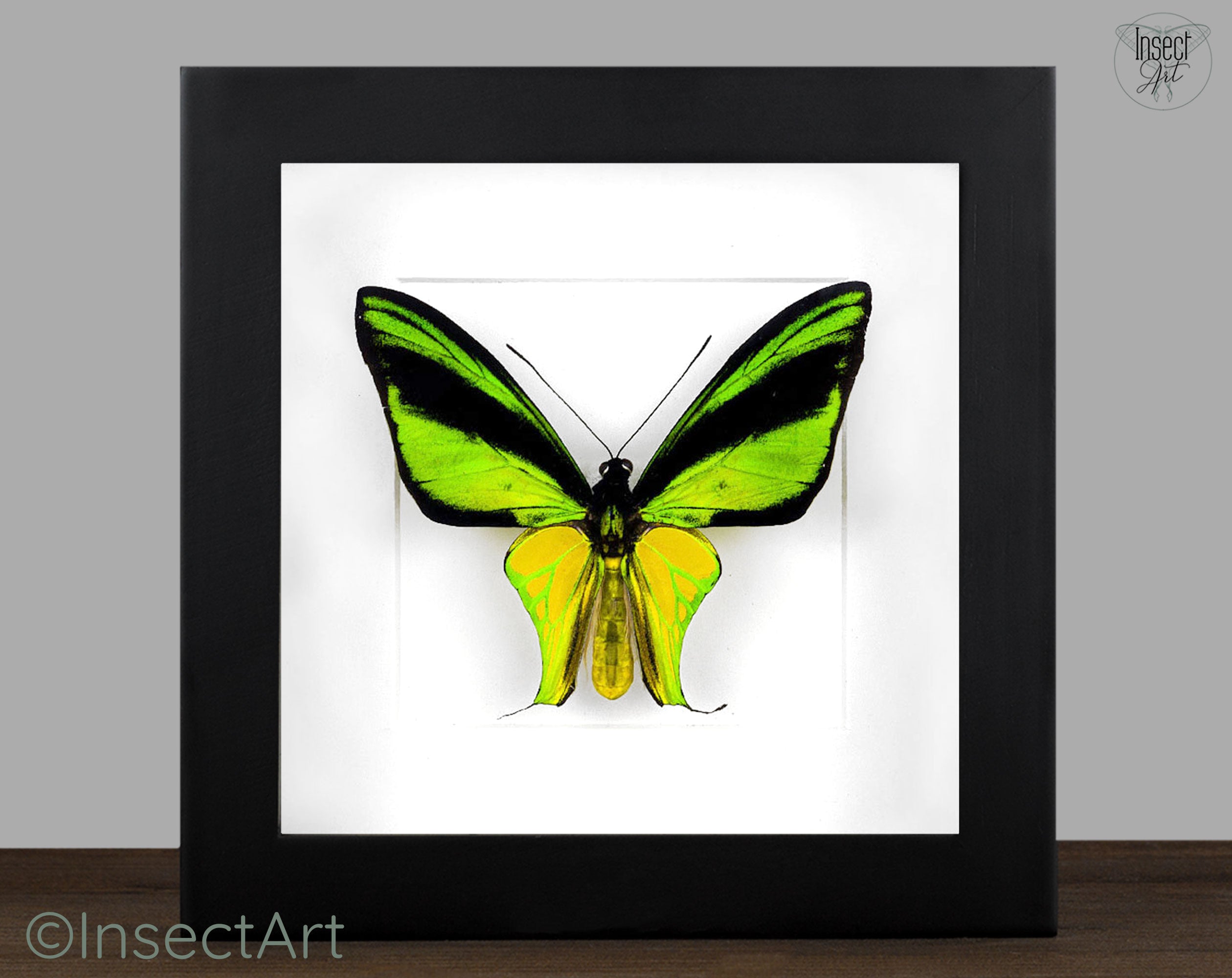 Ornithoptera meridionalis Männchen, echter Schmetterling im Rahmen