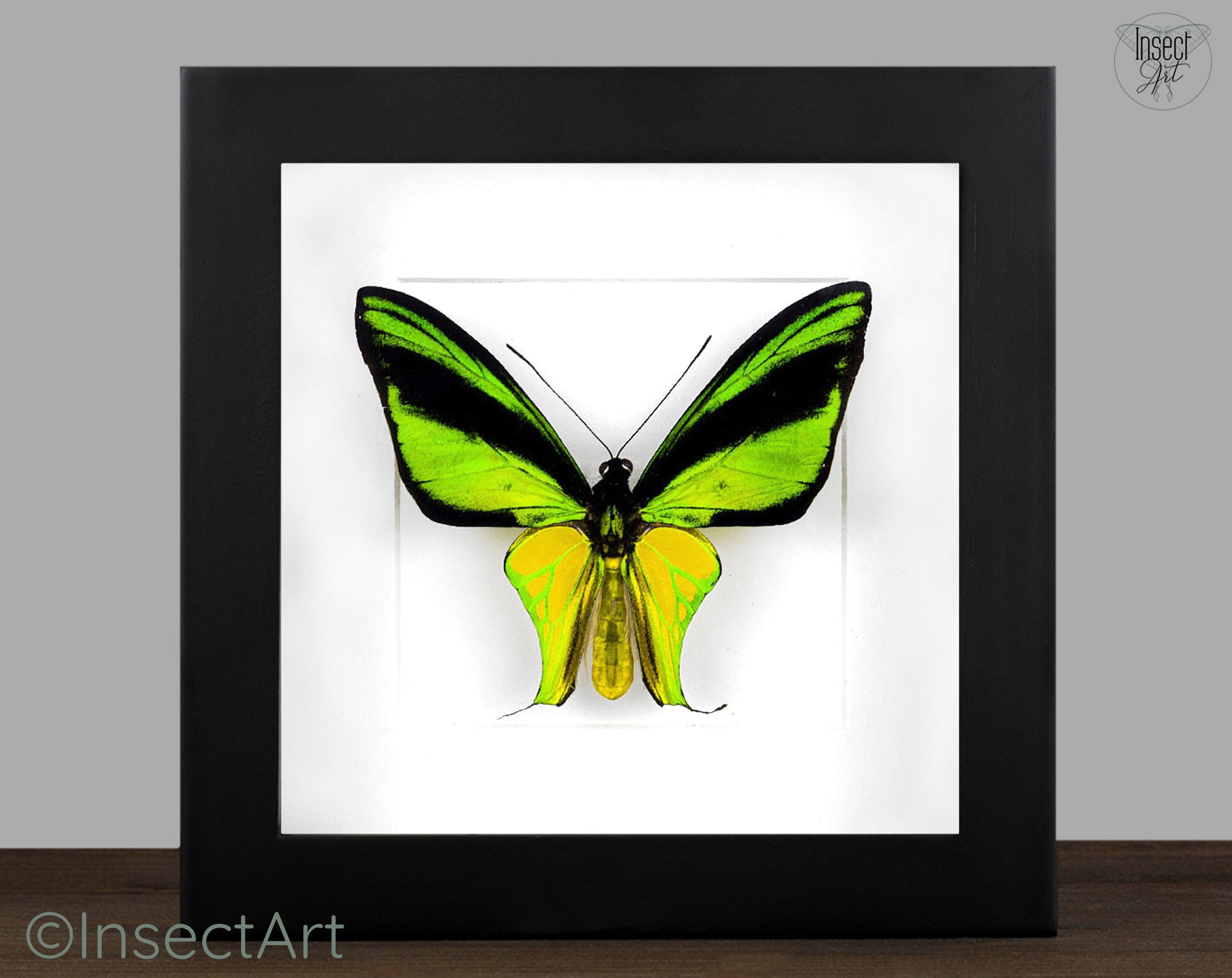 Ornithoptera meridionalis Männchen, echter Schmetterling im Rahmen