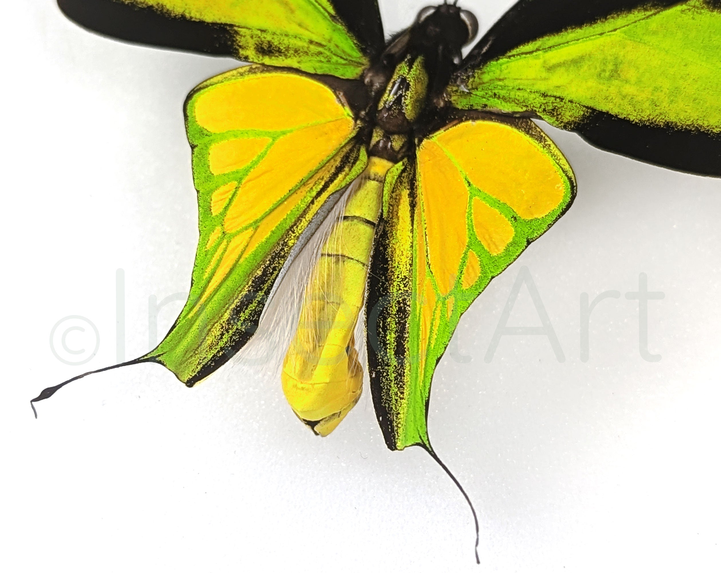 Ornithoptera meridionalis Männchen, echter Schmetterling im Rahmen