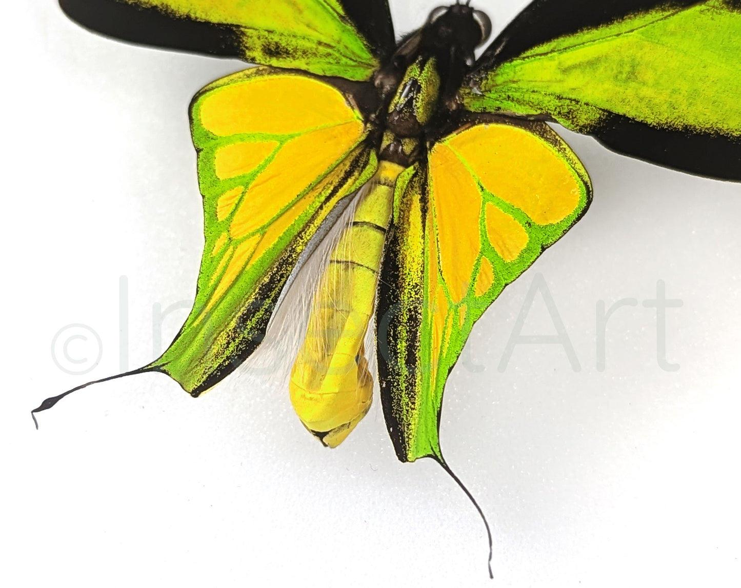 Ornithoptera meridionalis ♂