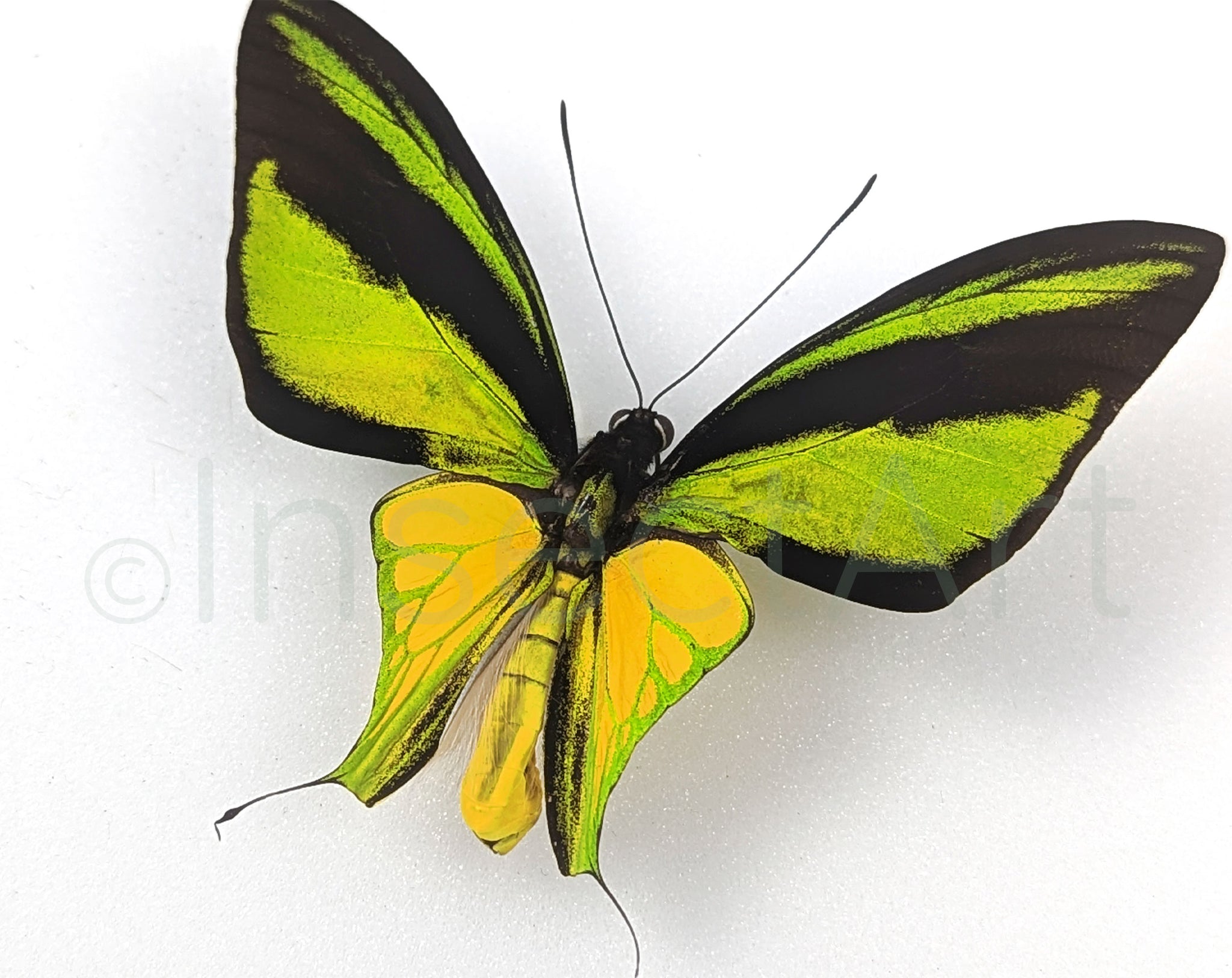 Ornithoptera meridionalis Männchen, echter Schmetterling im Rahmen