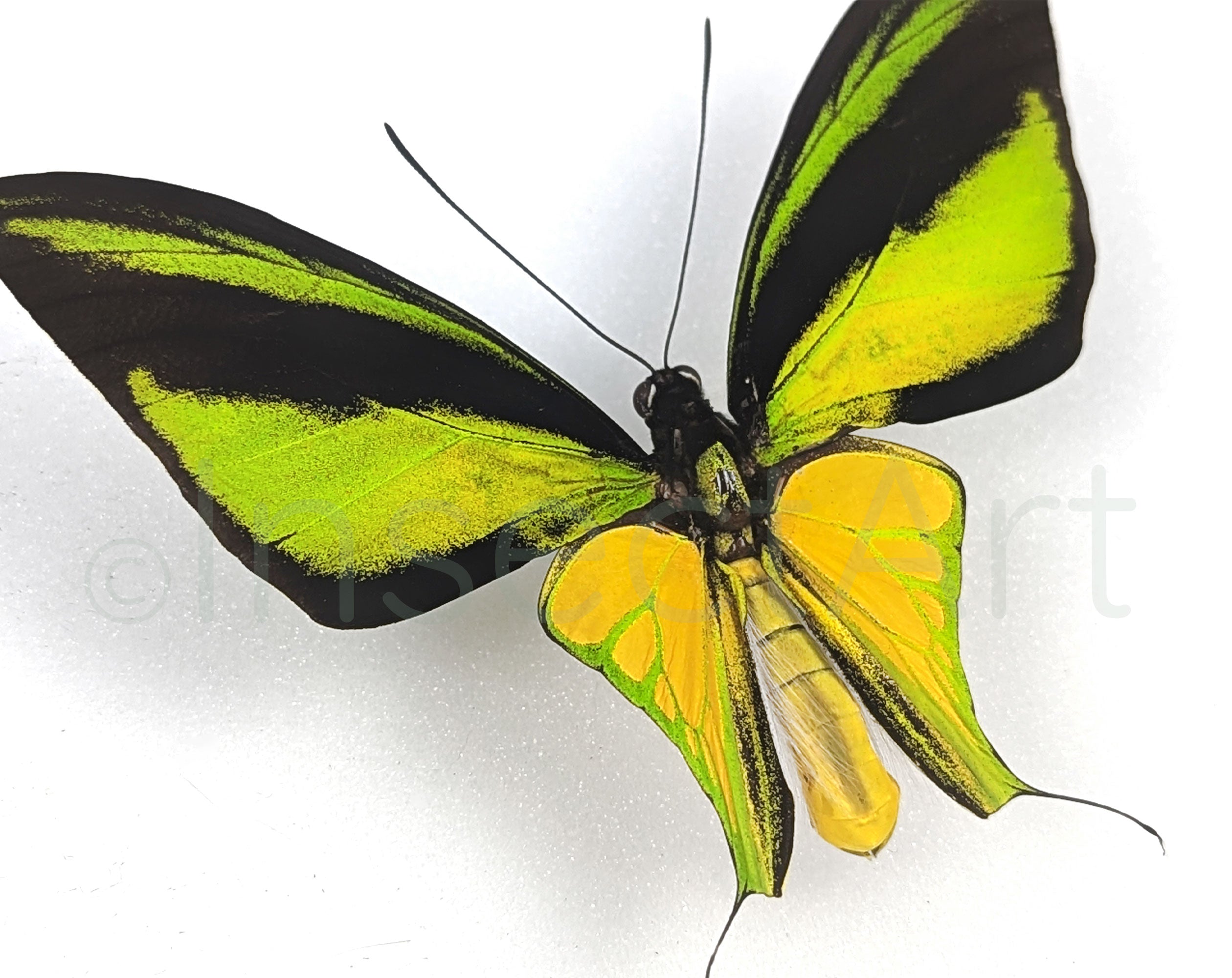 Ornithoptera meridionalis Männchen, echter Schmetterling im Rahmen