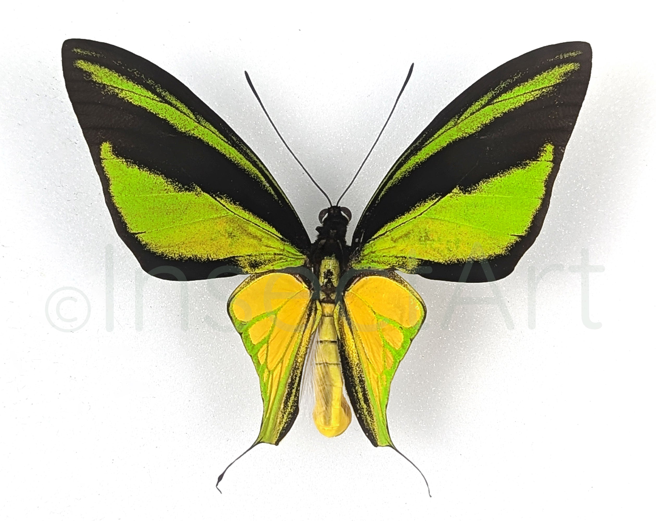 Ornithoptera meridionalis Männchen, echter Schmetterling im Rahmen