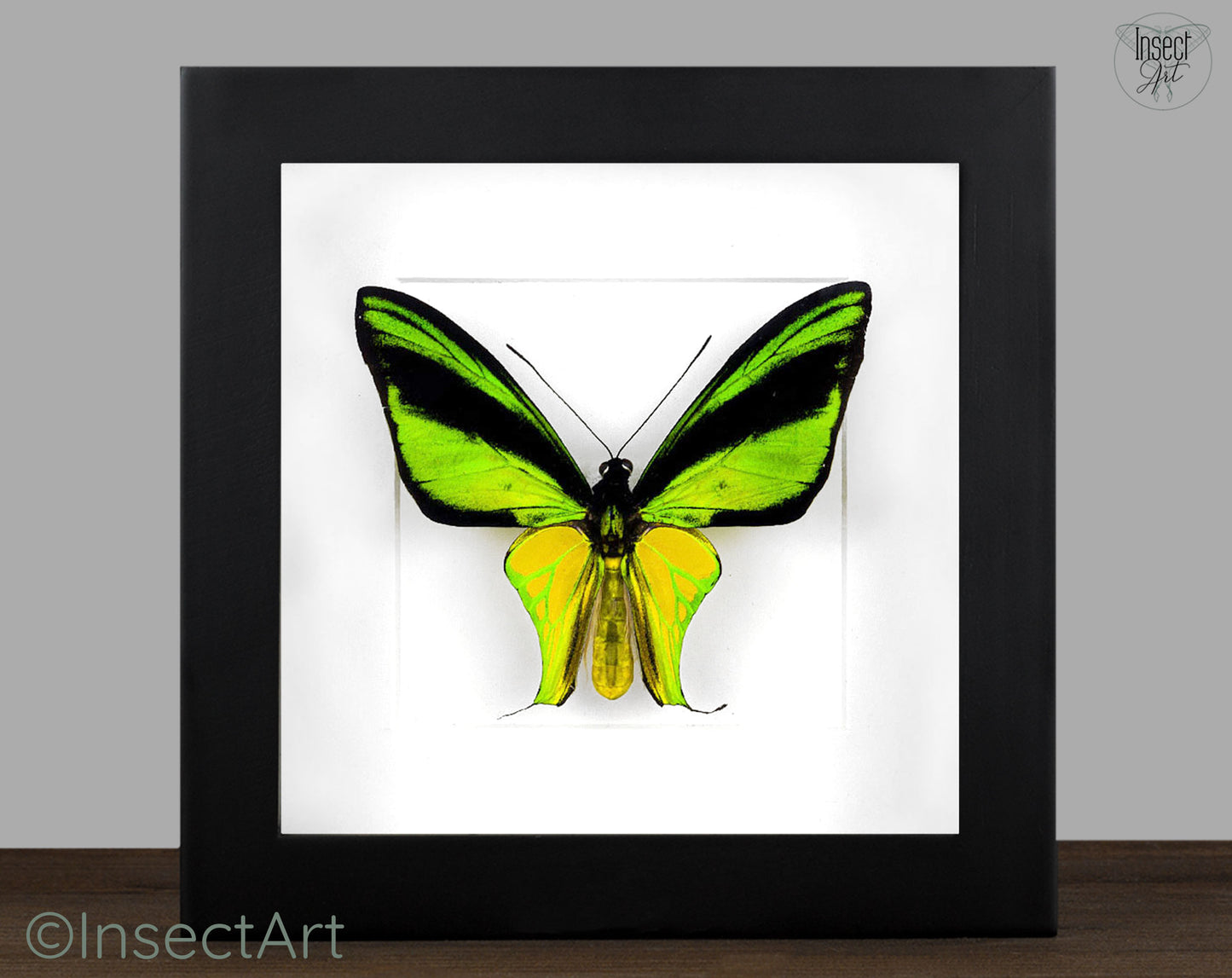 Ornithoptera meridionalis ♂
