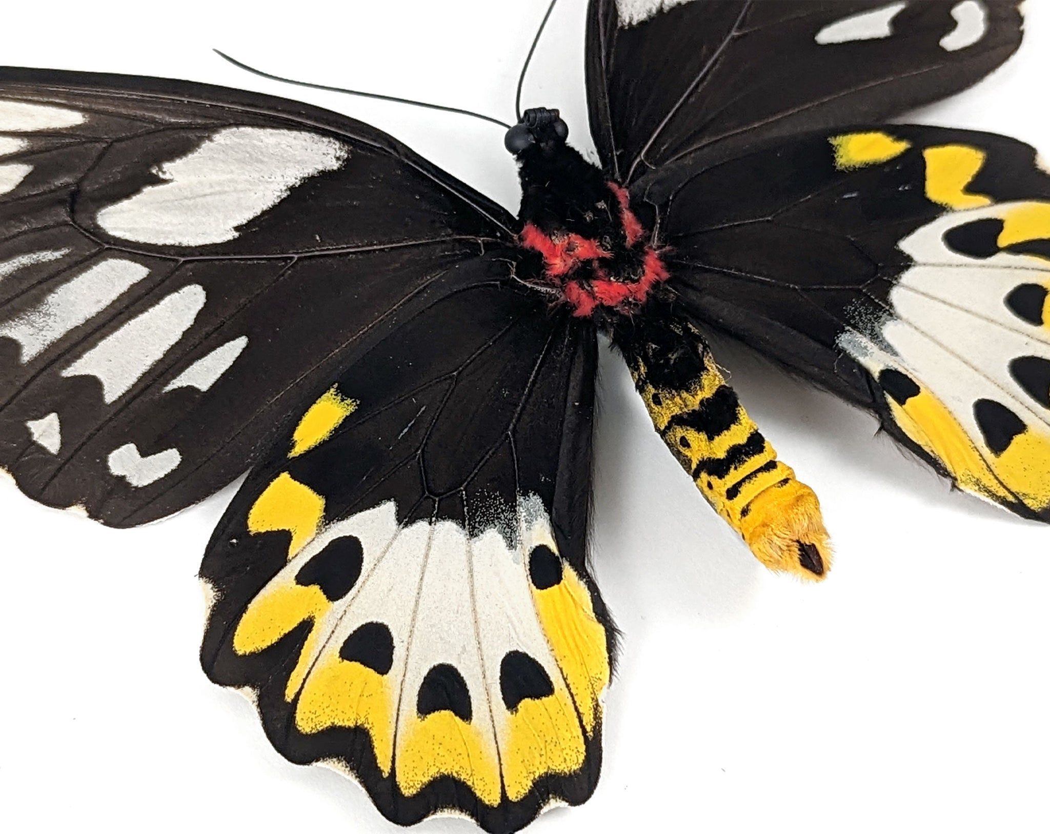Ornithoptera priamus poseidon (VERSO) ♀  Schmetterling InsectArt