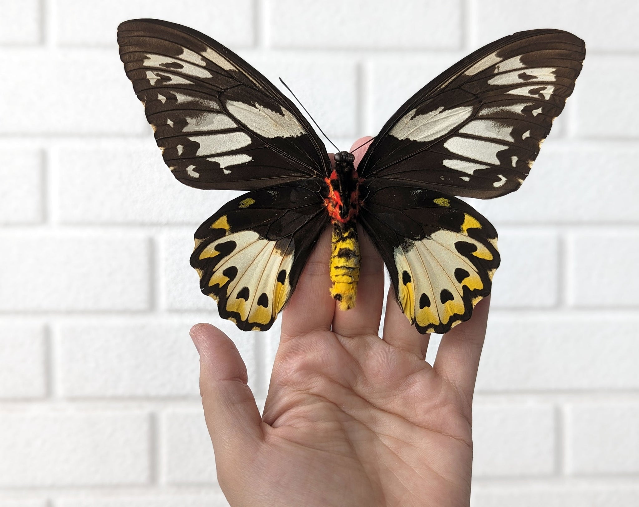 Ornithoptera priamus poseidon (VERSO) ♀  Schmetterling InsectArt