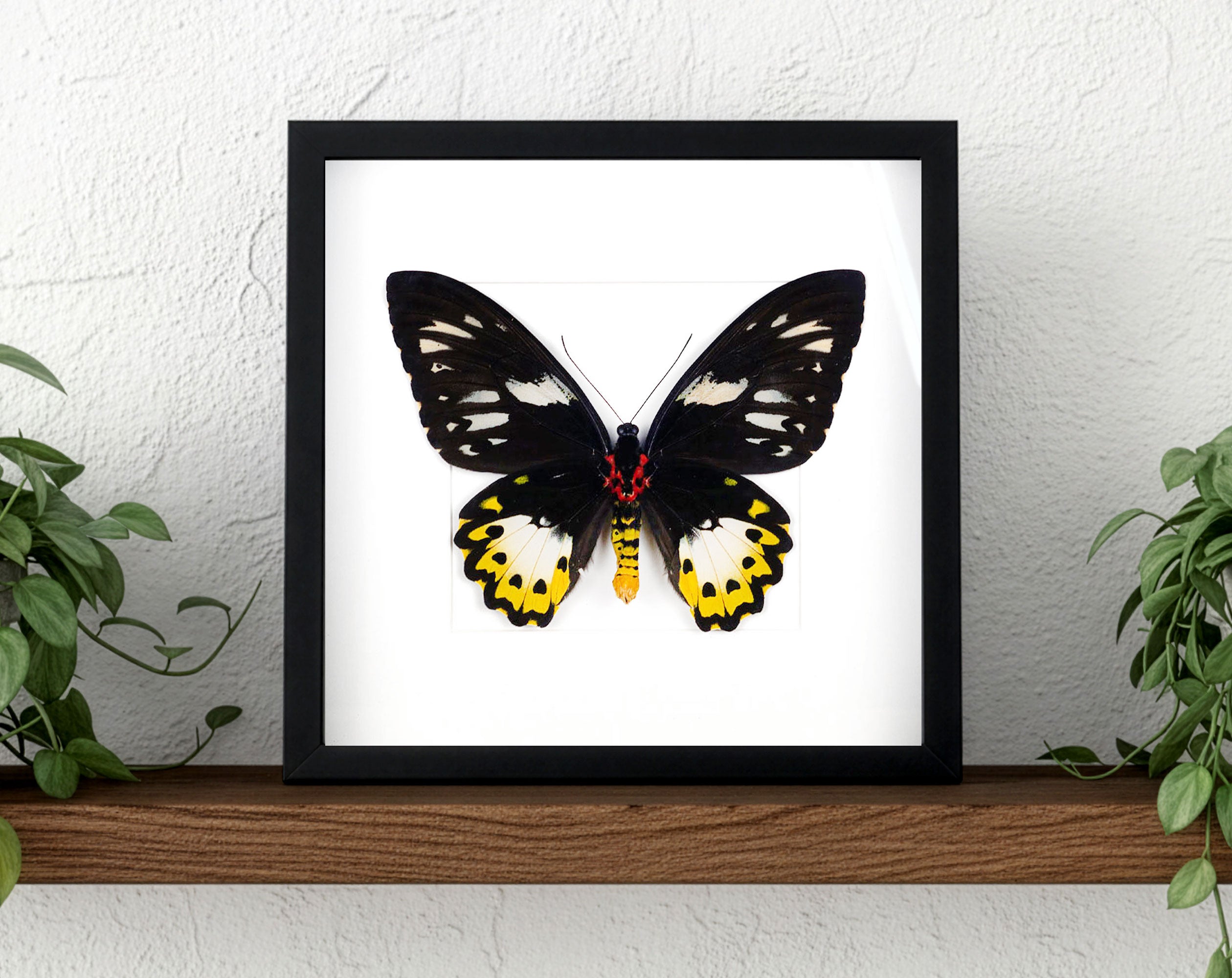 Ornithoptera priamus poseidon (VERSO) ♀