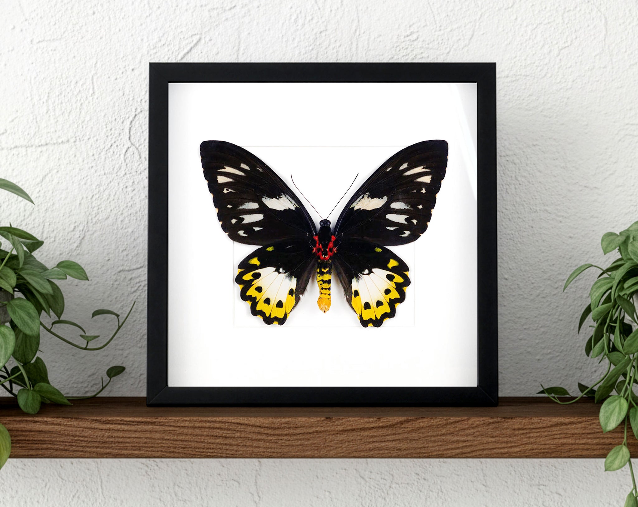 Ornithoptera priamus poseidon (VERSO) ♀