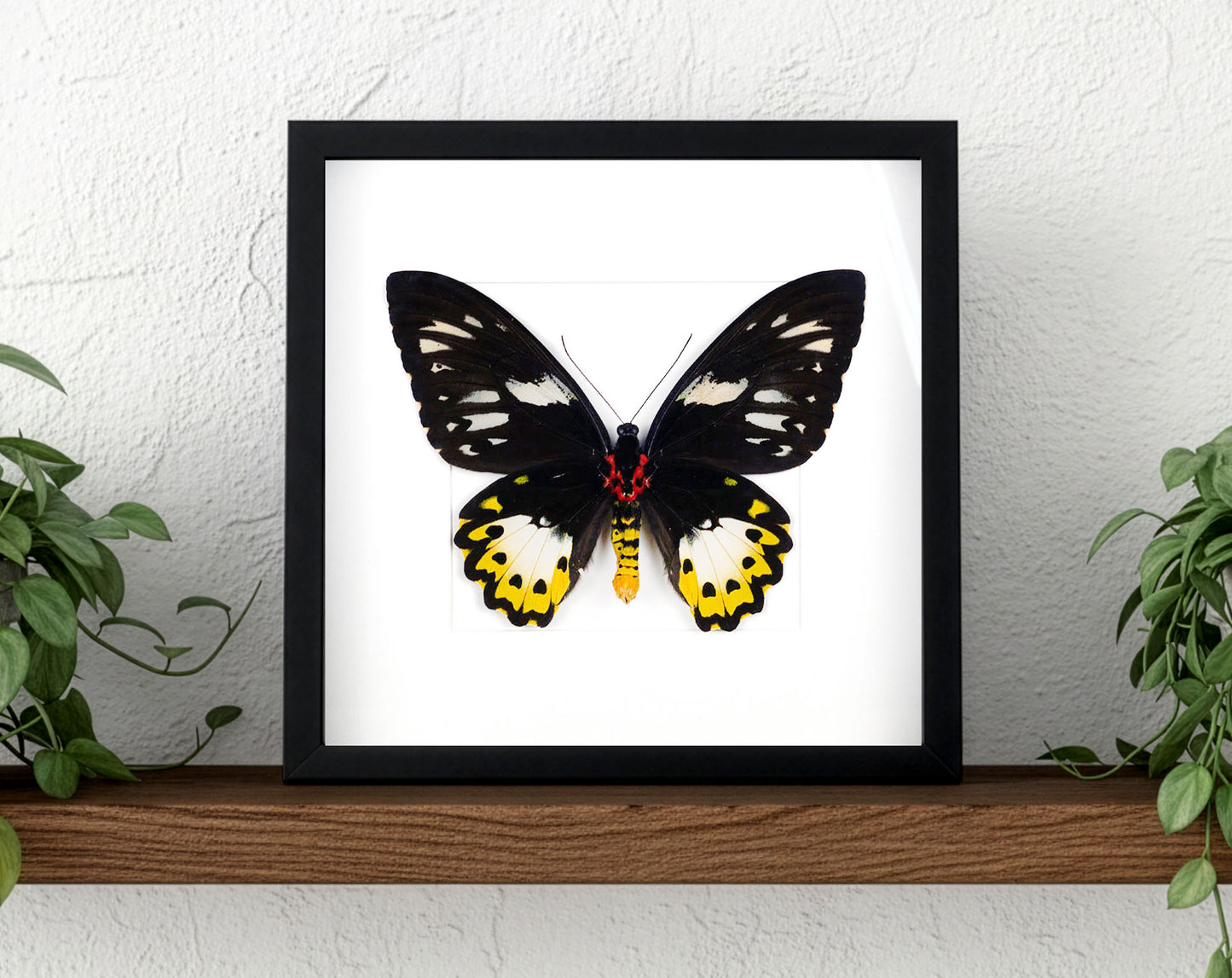 Ornithoptera priamus poseidon (VERSO) ♀