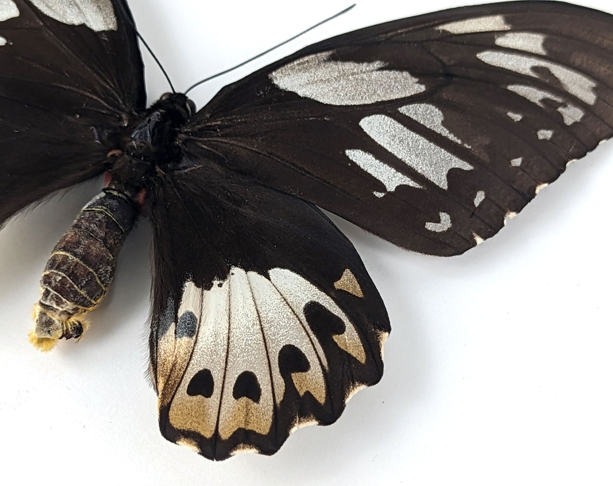 Ornithoptera priamus poseidon ♀  Schmetterling InsectArt