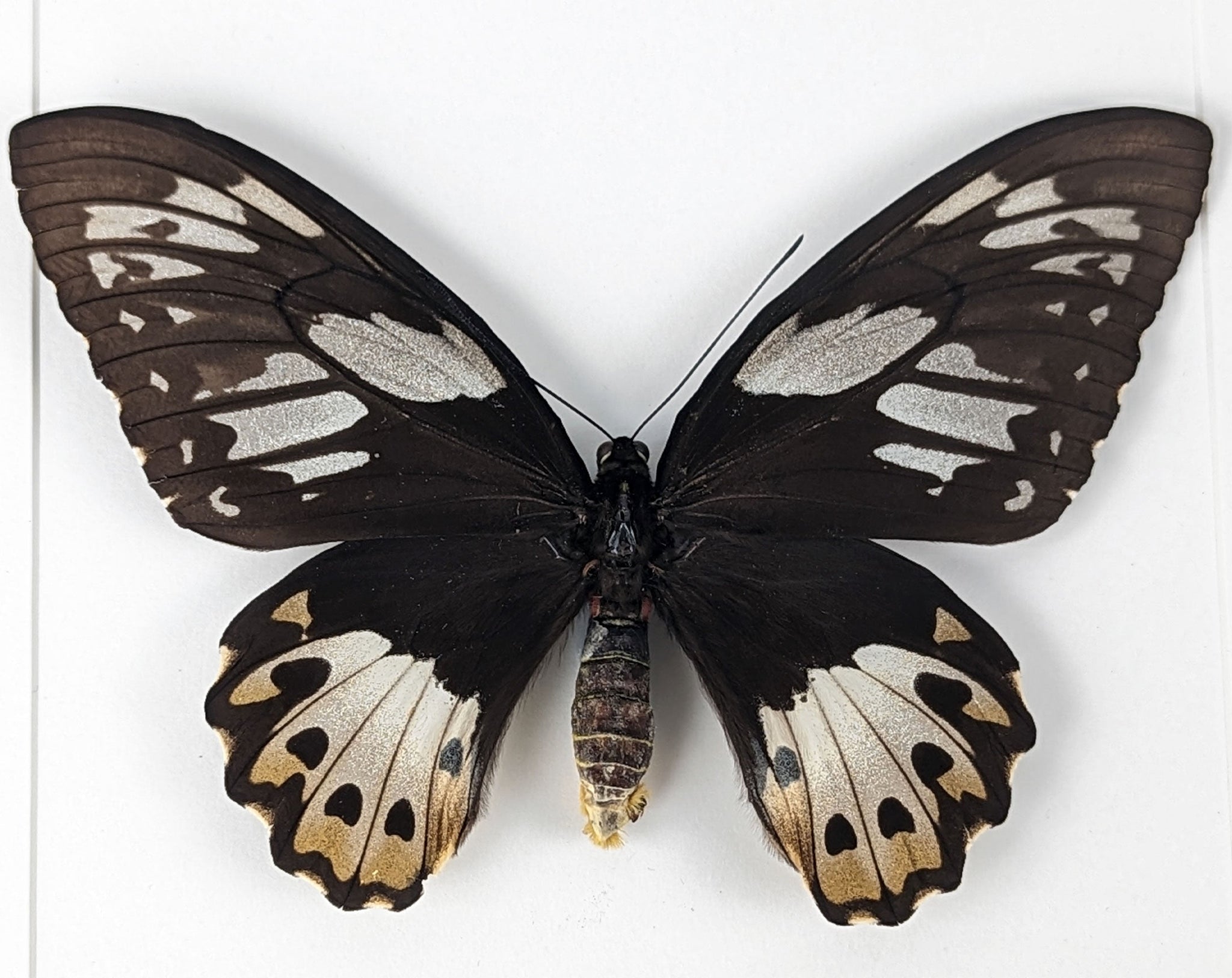 Ornithoptera priamus poseidon ♀  Schmetterling InsectArt
