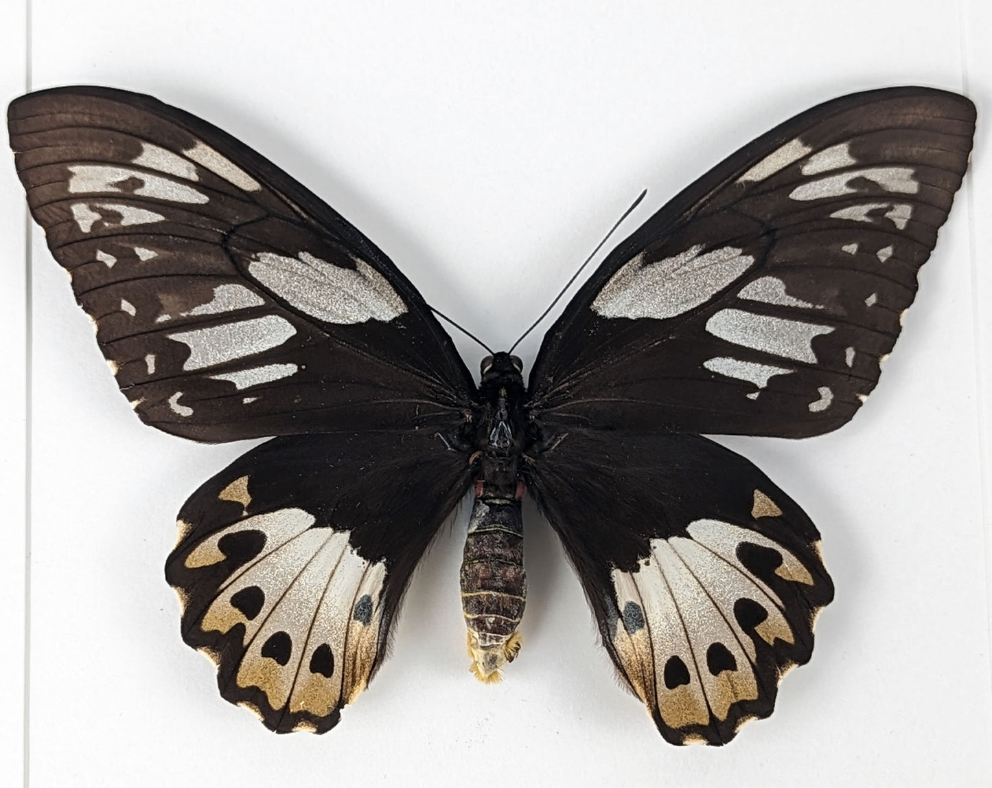 Ornithoptera priamus poseidon ♀