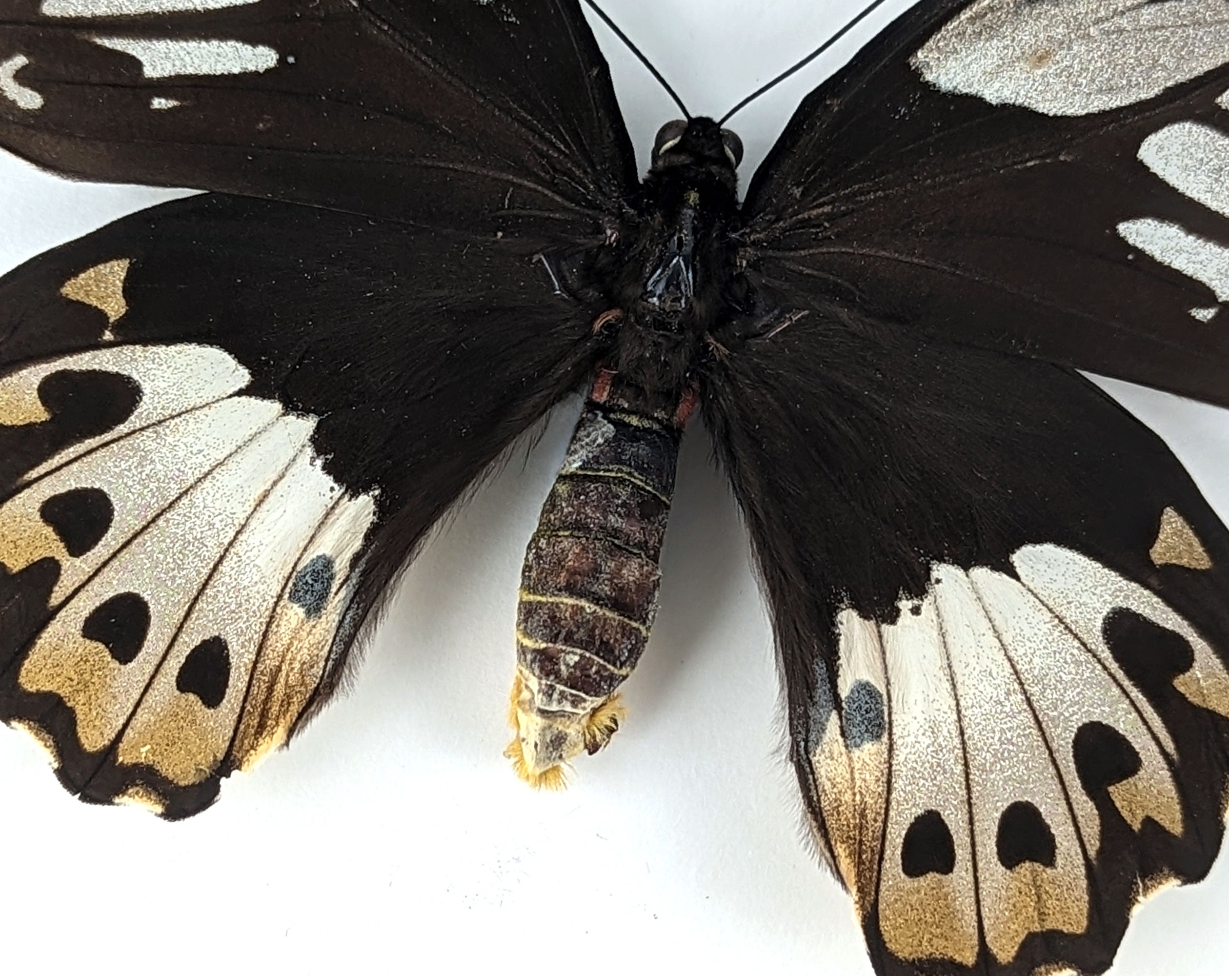 Ornithoptera priamus poseidon ♀  Schmetterling InsectArt