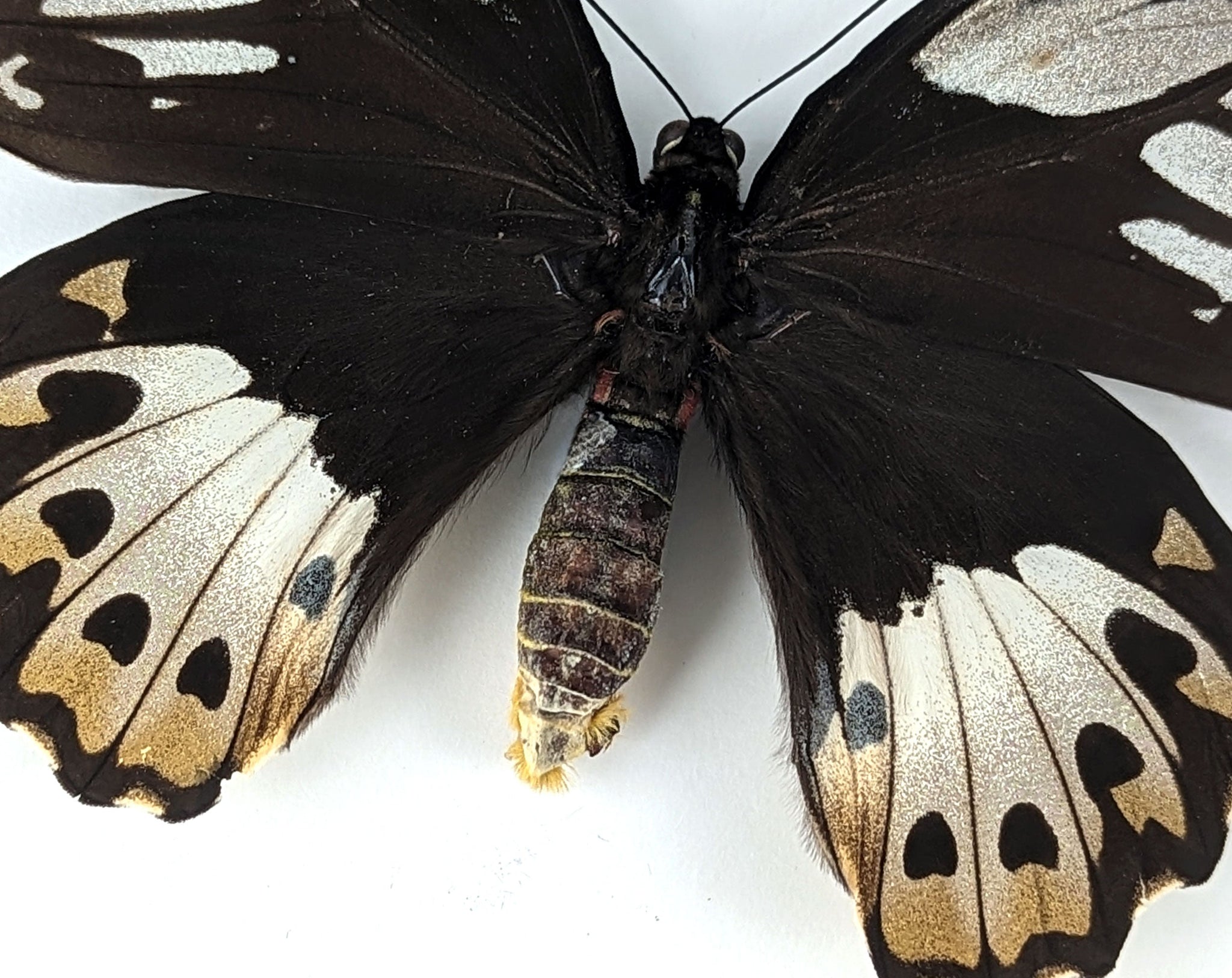 Ornithoptera priamus poseidon ♀  Schmetterling InsectArt