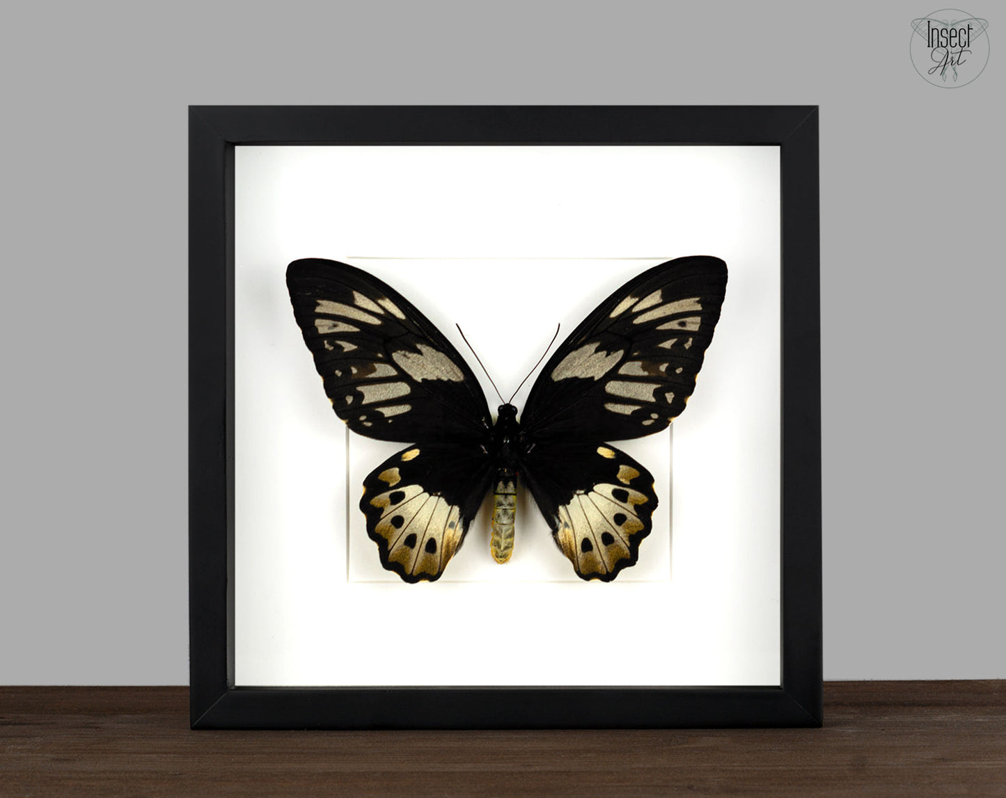 Ornithoptera priamus poseidon ♀