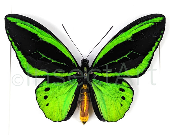 Ornithoptera priamus poseidon ♂