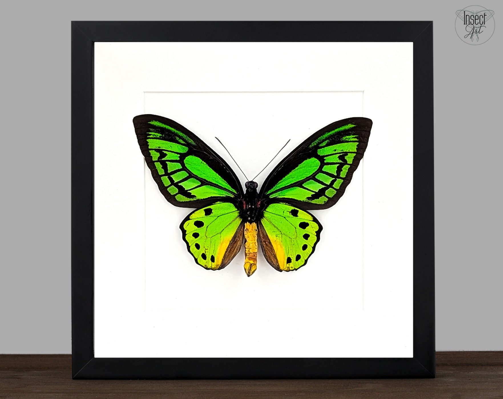 Ornithoptera priamus poseidon (dorsal) | präparierter Schmetterling im Rahmen