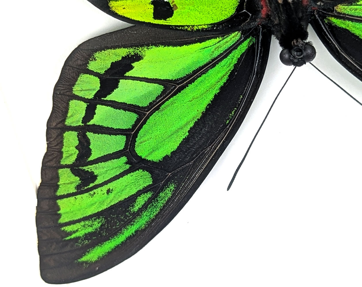 Ornithoptera priamus poseidon (dorsal) | präparierter Schmetterling im Rahmen