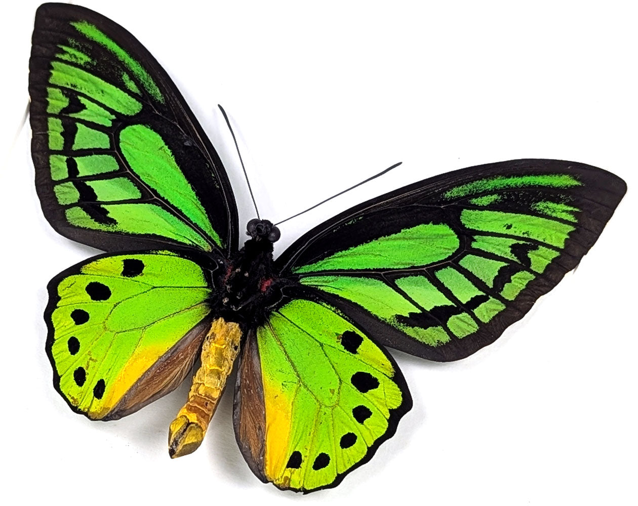 Ornithoptera priamus poseidon (dorsal) | präparierter Schmetterling im Rahmen
