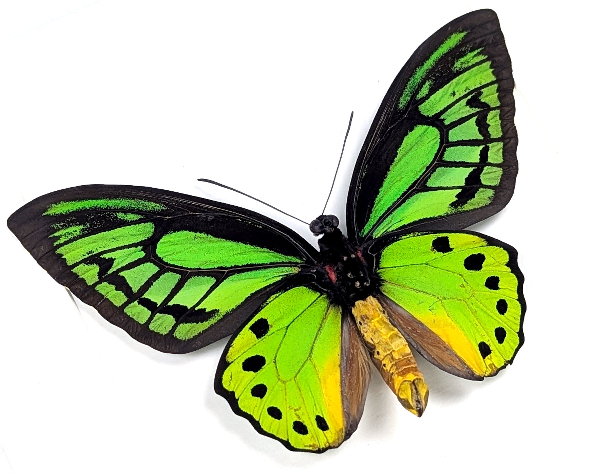 Ornithoptera priamus poseidon (dorsal) | präparierter Schmetterling im Rahmen