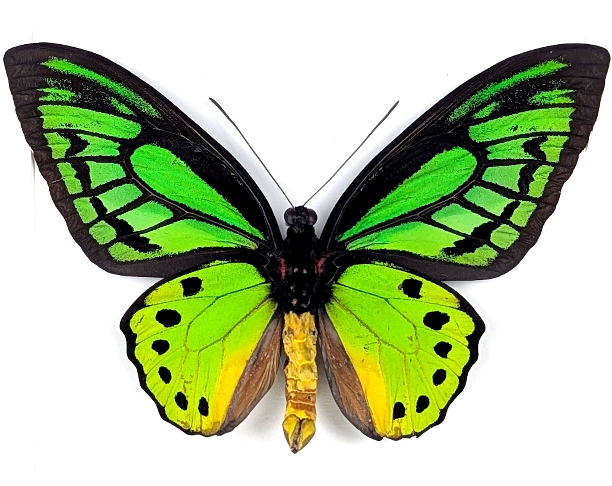Ornithoptera priamus poseidon (dorsal) | präparierter Schmetterling im Rahmen