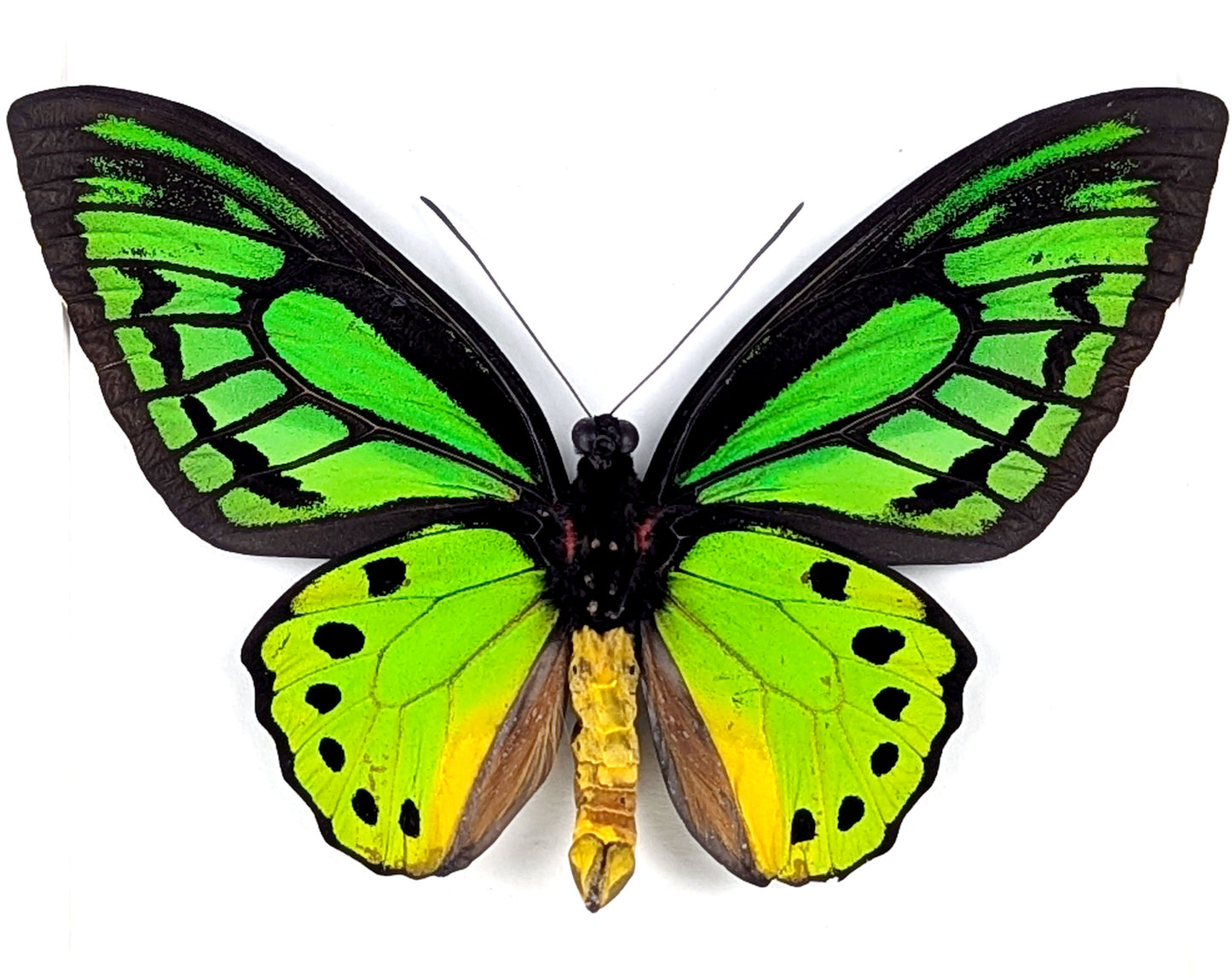 Ornithoptera priamus poseidon (dorsal) | präparierter Schmetterling im Rahmen