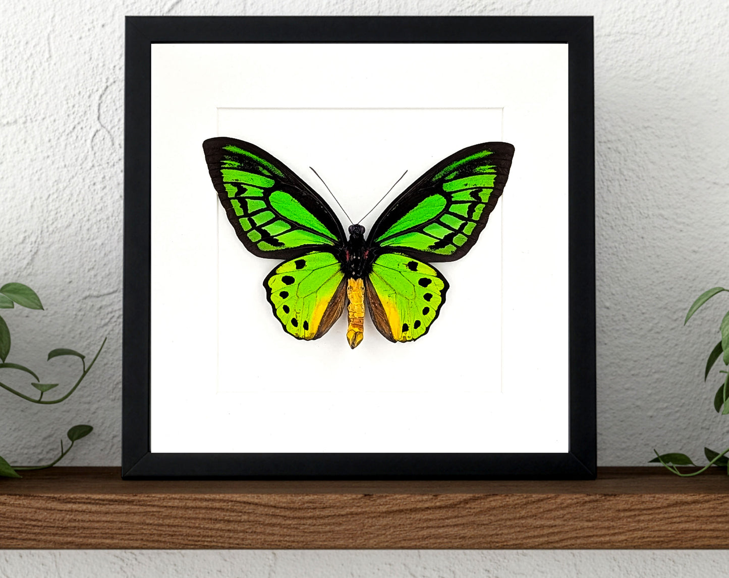 Ornithoptera priamus poseidon (dorsal) | präparierter Schmetterling im Rahmen