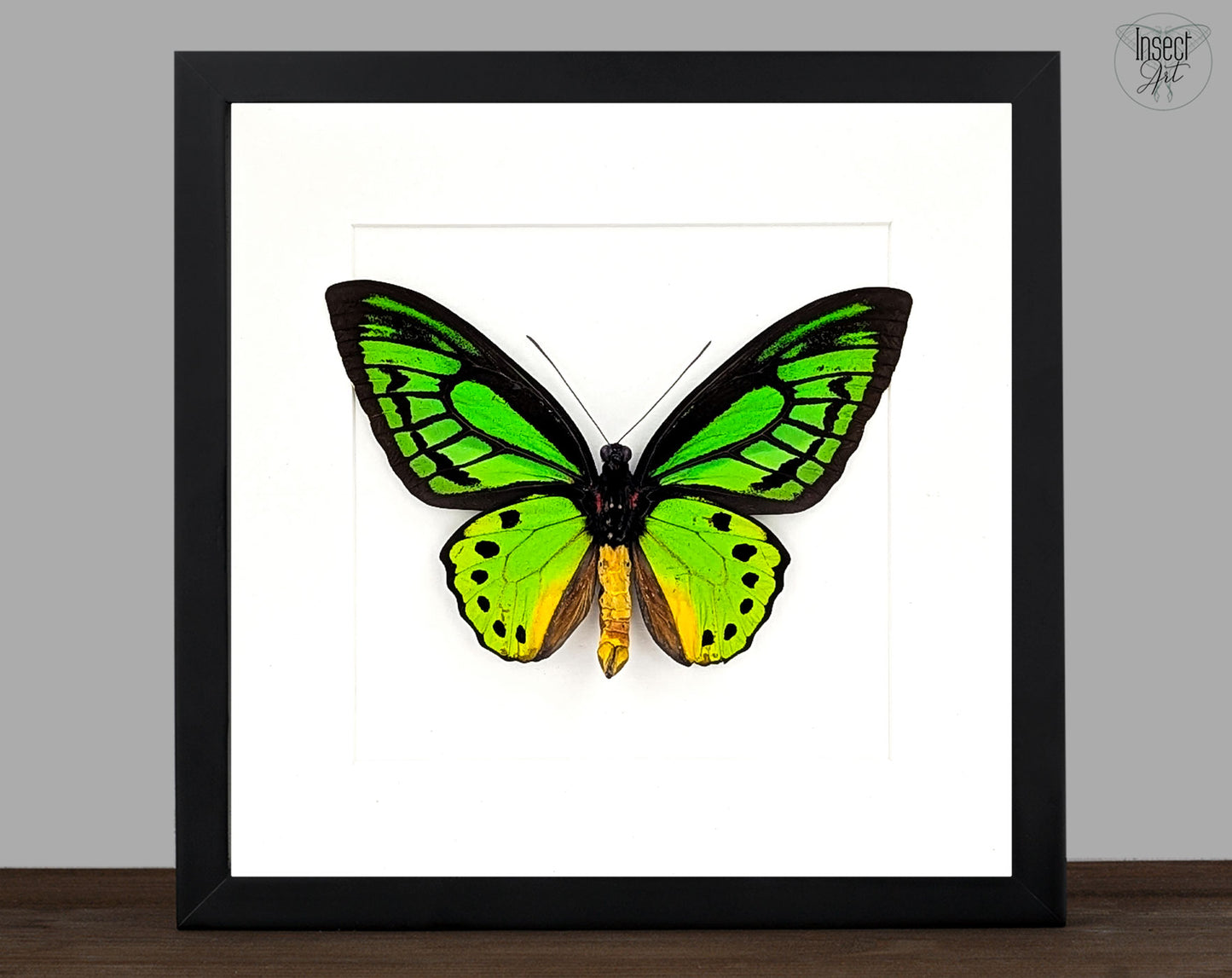 Ornithoptera priamus poseidon (dorsal) | präparierter Schmetterling im Rahmen